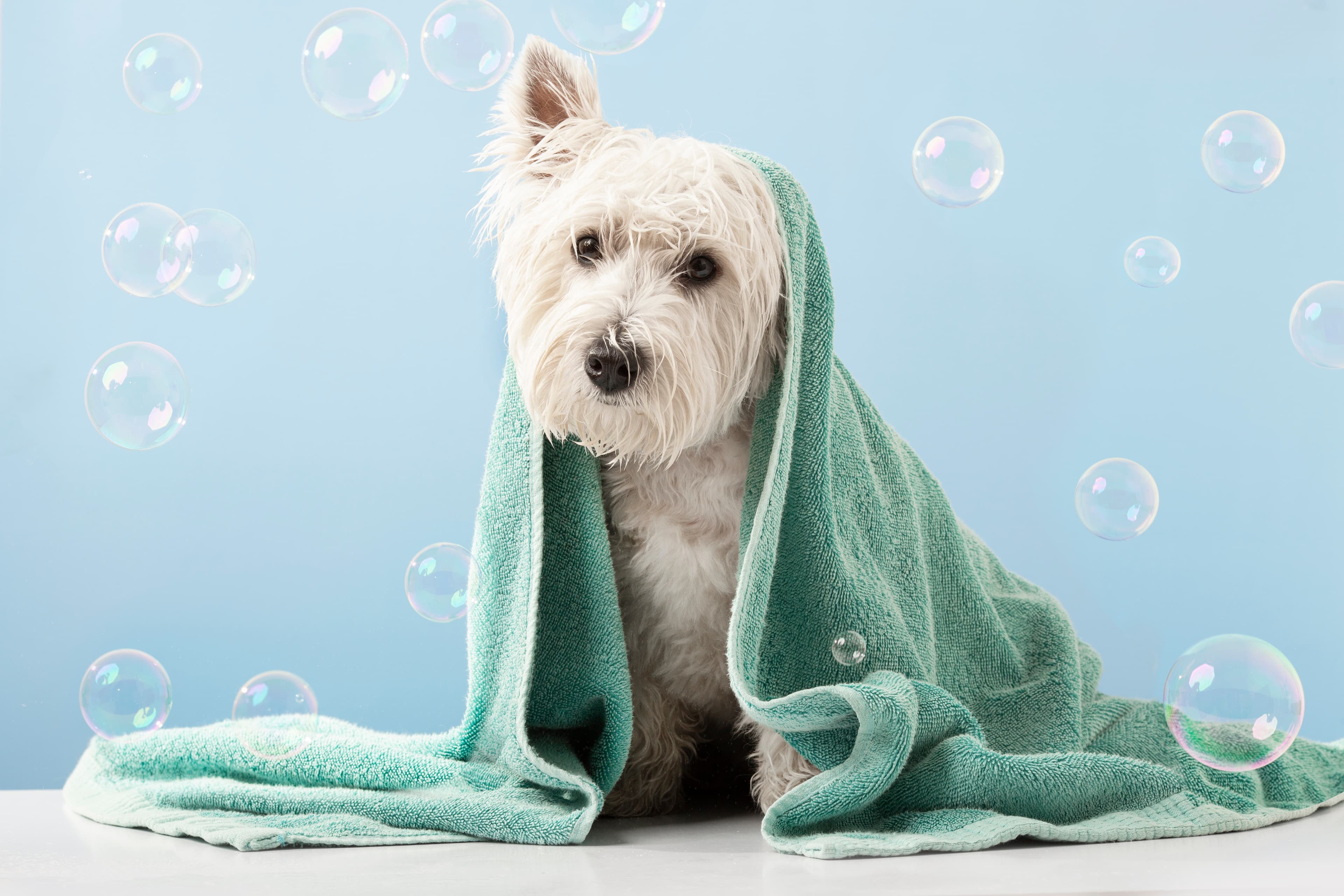 White puppy in tub