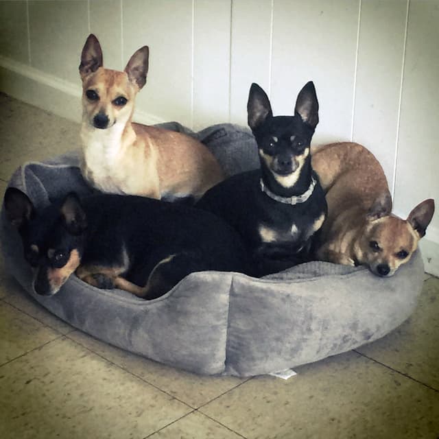 Gunner, Phoebe, Sage & Bomber profile picture