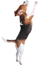 Cute beagle puppy standing on hind legs reaching up