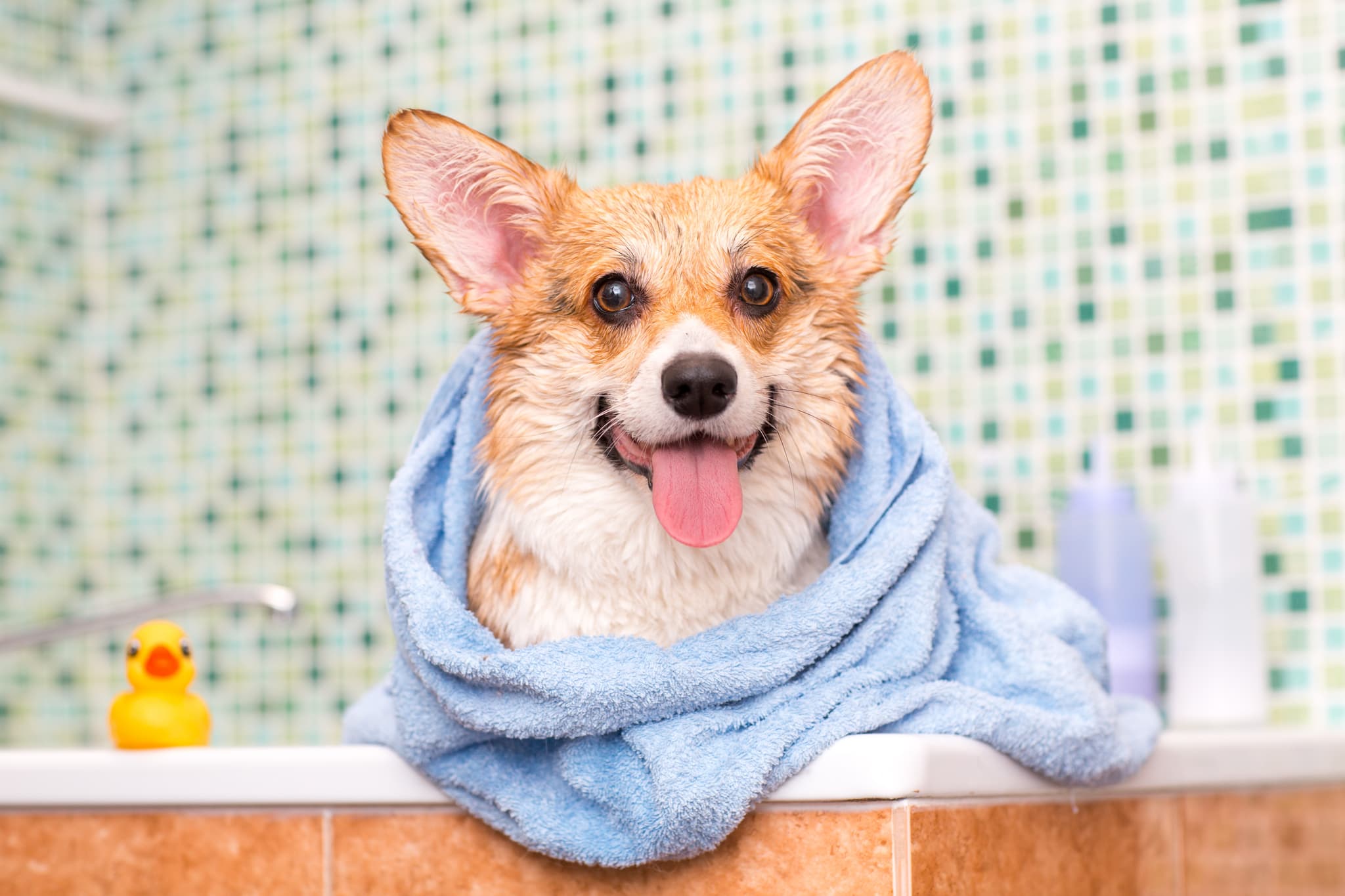 Tan and white dog with pointy ears wrapped in a towel