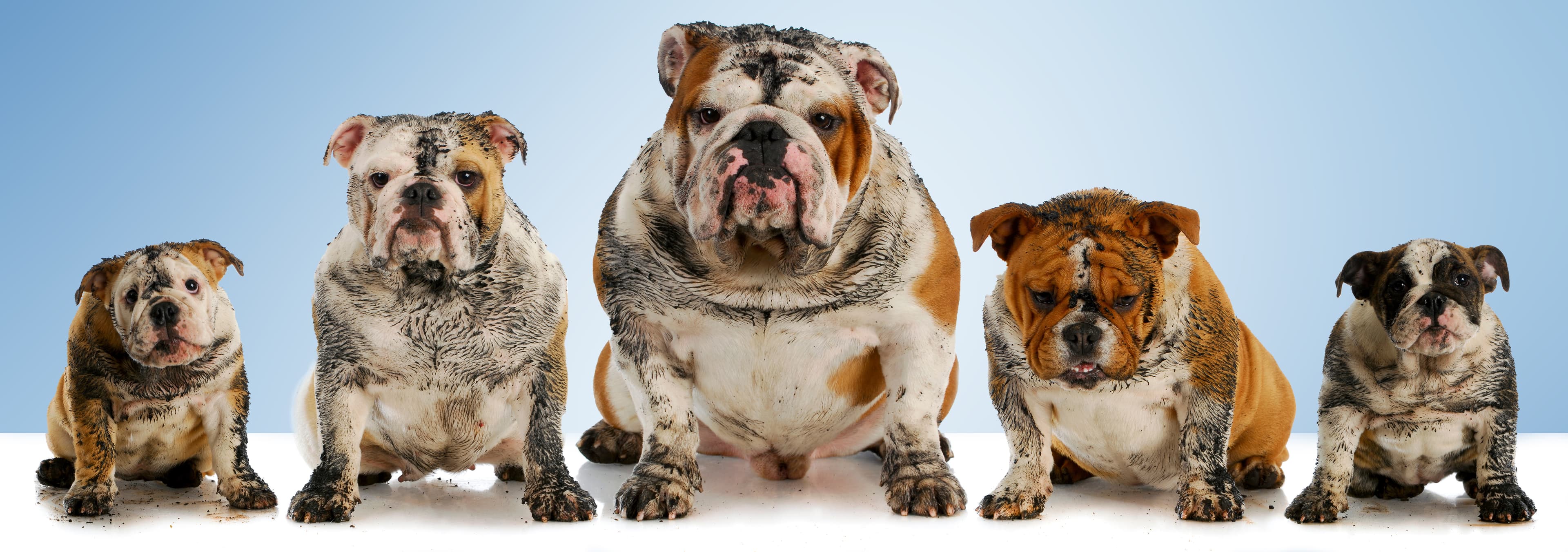 Muddy bulldogs in a row