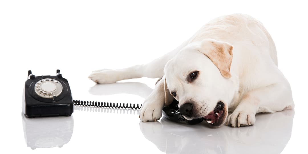 white labrador with white phone